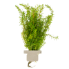 Myriophyllum mattogrossense, clip