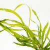Pogostemon quadrifolius, clip