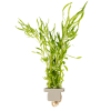Pogostemon quadrifolius, clip