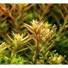 Rotala rotundifolia, clip