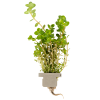 Rotala rotundifolia, clip