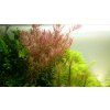 Rotala rotundifolia, clip
