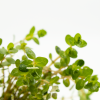 Rotala rotundifolia, clip