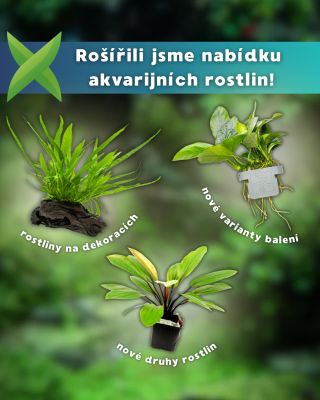 Rozšířili jsme nabídku rostlin o téměř 150 produktů! 🌿 Jedná se o doplnění sortimentu značky @tropicaaquariumplants. Nově...