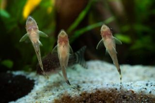 Kdo mě sleduje už delší dobu, ten dobře ví, že Otík (krunýřovec jednopruhý) je můj velký oblíbenec.⁠ ⁠ Jaké řasožrouty...