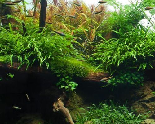 Akváriové rastliny košíčkové