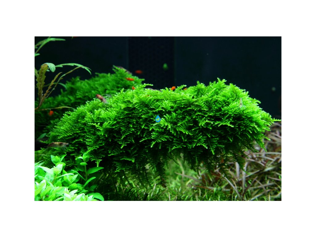 Christmas moss (Vesicularia montagnei)