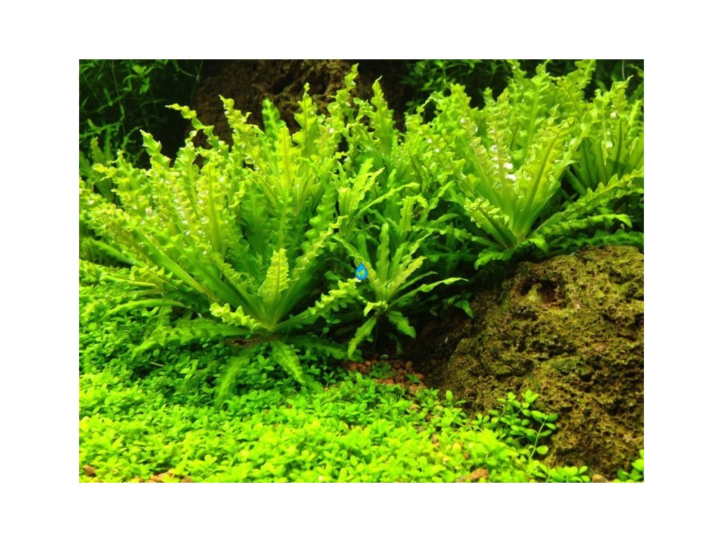 Pogostemon helferi - košík