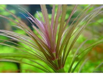 Pogostemon Stellatus