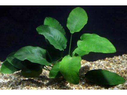 Anubias barteri /Košík/