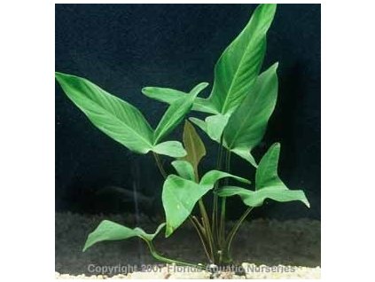 Anubias hastifolia /košík/