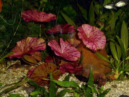 Nymphaea lotus 'Red'