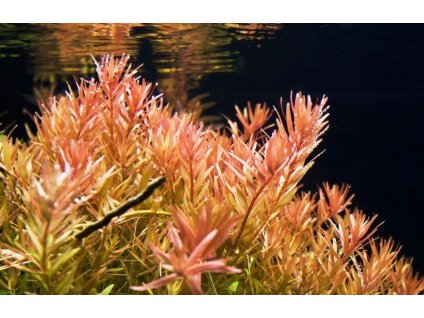 Rotala rotundifolia