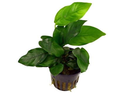 Anubias barteri nana /košík/