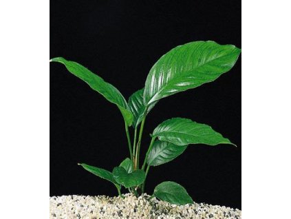 Anubias congensis / košík/