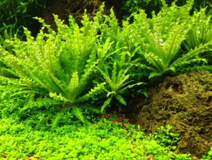 Pogostemon helferi - košík