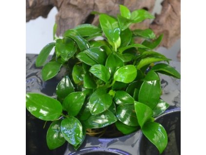 Anubias barteri var. nana 'Petite'/košík/