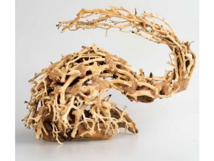 Bonsai Dragon