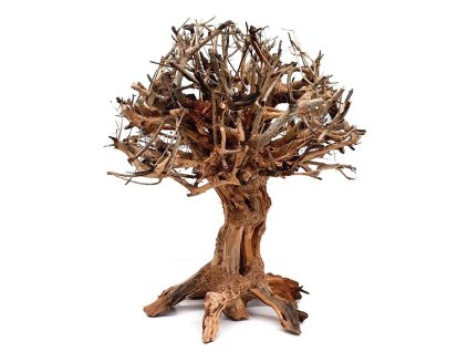 Bonsai Mammoth