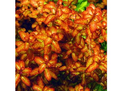 Ludwigia Guinea