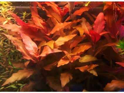 Alternanthera reineckii 'Splendida'