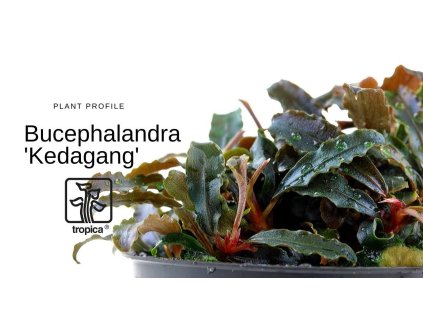 Bucephalandra Kedagang - Tropica Plant