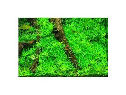 Limnophila Vietnam /in Vitro Aqua art/