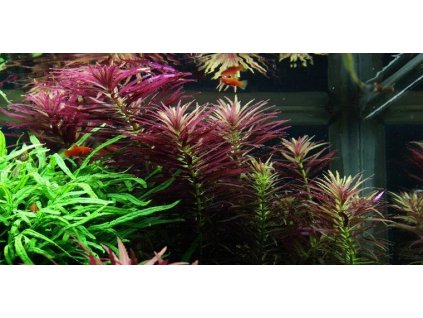 Limnophila Hippuridoides /in Vitro Aqua art/