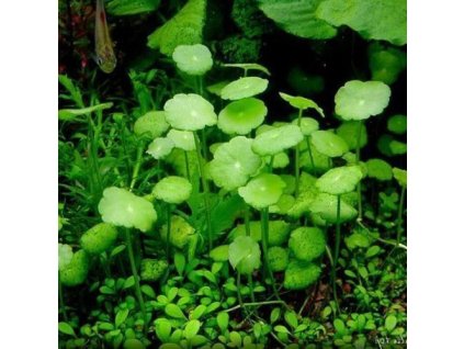 Hydrocotyle verticillata /in Vitro Aqua art/
