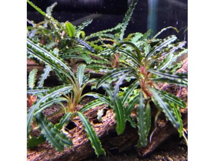 Bucephalandra sp. ’Aqua Artica’ /in-Vitro Aqua-art/