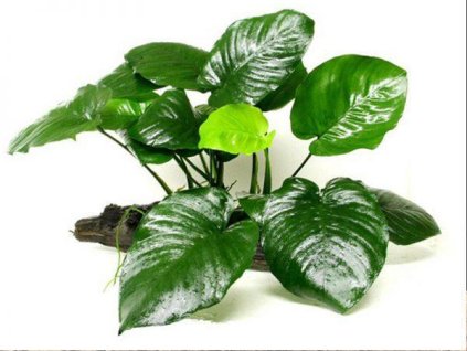 Anubias barteri Broad Leaf /Košík /