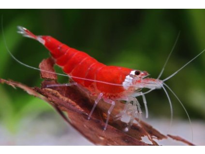 Caridina Super Crystal Red Extreme