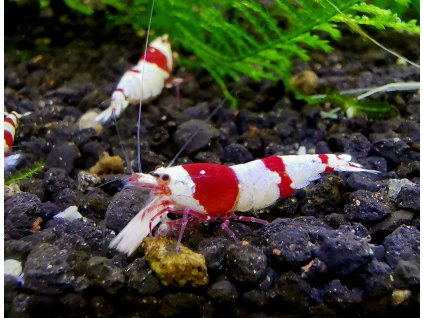 Caridina Crystal red PRL