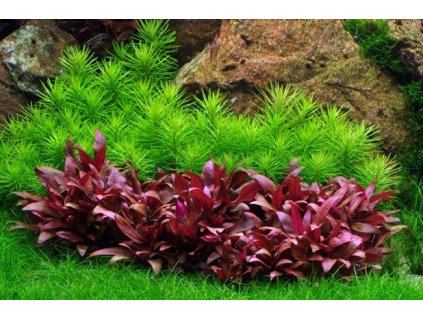 Alternanthera reineckii 'Mini'