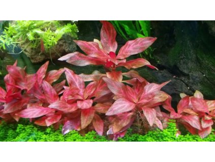 Alternanthera reineckii 'Rosanervig' /in-Vitro Aqua-art/