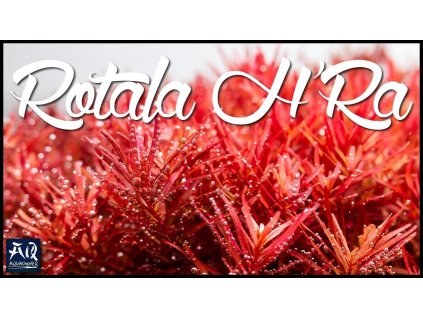 Rotala rotundifolia H’RA