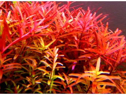 Rotala rotundifolia 'Red' 4