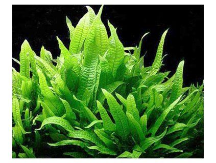 Microsorum pteropus / košík /