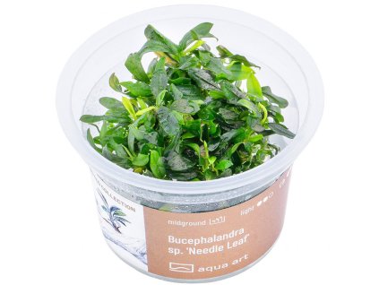 Bucephalandra sp. ’Needle leaf’ /in-Vitro - Tropica/