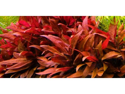 Snímka obrazovky 2025 11 25 215931