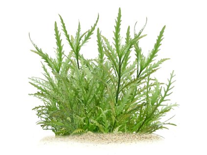 Hygrophila Odora gewachsen 1 600x600@2x