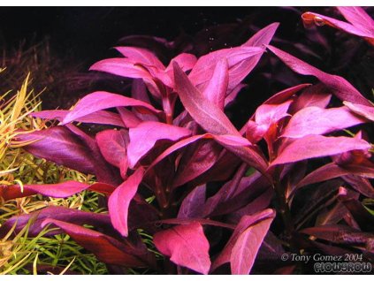 ludwigia glandulosa 4f7a01384bd2b