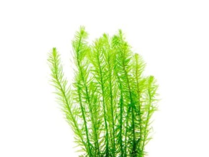 Mayaca fluviatilis 2 320x320