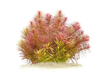 Limnophila aromatica Neu 200x200@2x
