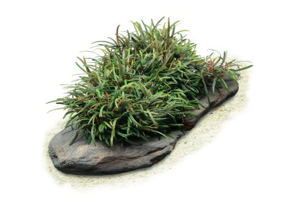 bucephalandra filiformis