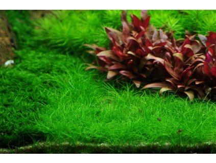 Eleocharis acicularis 'Mini'