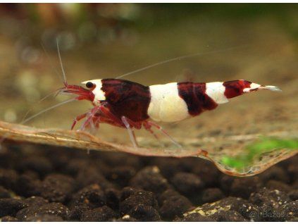 Caridina Red Wine