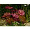 Nymphaea lotus 'Red'