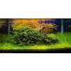 Rotala rotundifolia