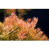 Rotala rotundifolia
